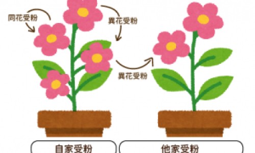 威仙灵的别名叫什么-威仙灵的作用-威仙灵有副作用吗,中国威仙灵有什么副作用网站