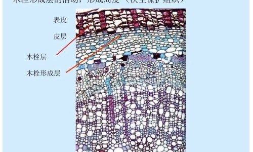威仙灵的作用-威仙灵有副作用吗,中国威仙灵有什么副作用网站